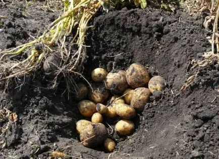 Burgonya Vineta a fajta leírását, jellemzőit, előnyeit, feltételek és szabályok az ültetés, vélemények