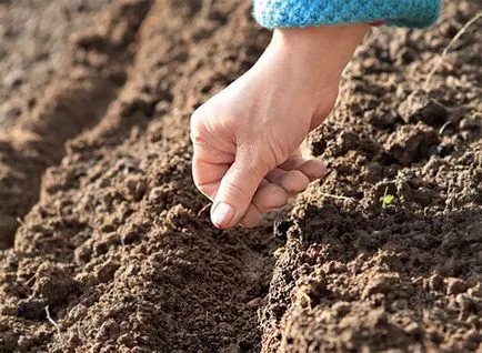 Káposzta karalábé jellemzői a termesztés és hasznos tulajdonságokkal