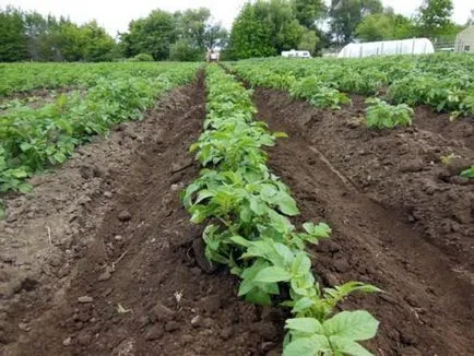 Burgonya Vineta a fajta leírását, jellemzőit, előnyeit, feltételek és szabályok az ültetés, vélemények