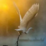 Mi az álom gólya (álomértelmezés), távolítsa el a gólyák