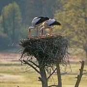 Ce Stork (interpretare vis) de vis, elimina berzele