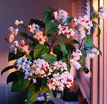 întreținerea Clerodendrum Thompson, multiplicare, transplantare, tăierea