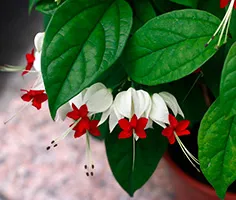 întreținerea Clerodendrum Thompson, multiplicare, transplantare, tăierea