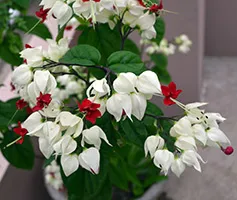 întreținerea Clerodendrum Thompson, multiplicare, transplantare, tăierea