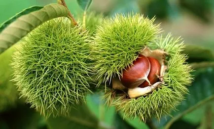 Chestnut prostatitis prosztatagyulladás gesztenye