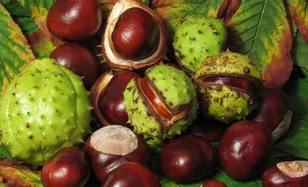 Chestnut prostatitis prosztatagyulladás gesztenye