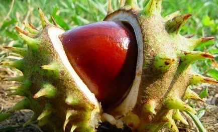 Chestnut prostatitis prosztatagyulladás gesztenye