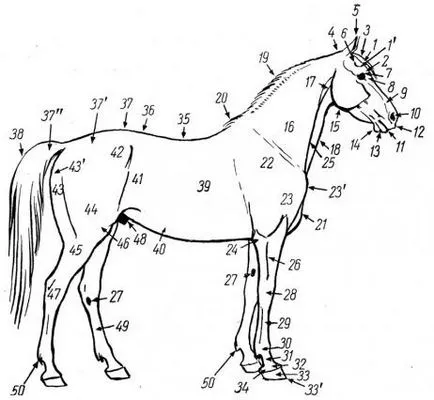 Club-art stúdió live ceruza tanult készség - hogyan kell felhívni a ló (könyve alapján va) -