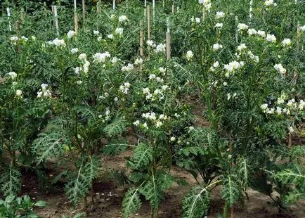 lychee tomate spinos - legume exotice care pot fi cultivate în banda de mijloc