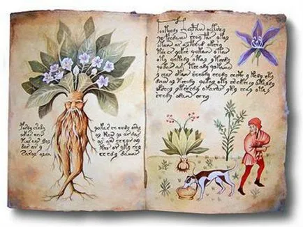 Mandragóragyökérrel - növényi boszorkányok, médiumokat