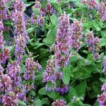 Catnip (50 poze) arata ca Shandra parfumat, lamaie Catnip, tratament dahts plantelor