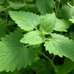 Catnip (50 poze) arata ca Shandra parfumat, lamaie Catnip, tratament dahts plantelor