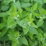 Catnip (50 poze) arata ca Shandra parfumat, lamaie Catnip, tratament dahts plantelor