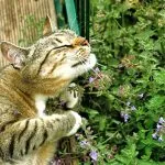 Catnip (50 poze) arata ca Shandra parfumat, lamaie Catnip, tratament dahts plantelor