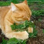 Catnip (50 poze) arata ca Shandra parfumat, lamaie Catnip, tratament dahts plantelor