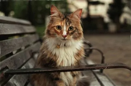 Cat și străini (originea raselor naturale de pisici)