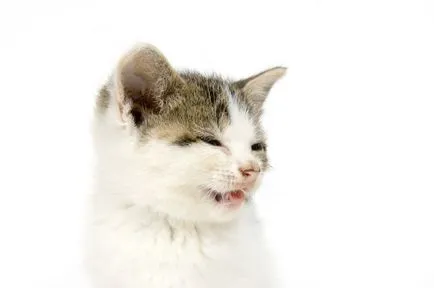 Kitten кихане и сълзене на очите - причини и лечение