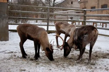 Macska és a külföldiek (eredete a természetes fajtájú macskák)