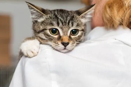 Kitten tüsszögés és könnyező szem - Okok és kezelés