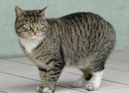 Cat și străini (originea raselor naturale de pisici)