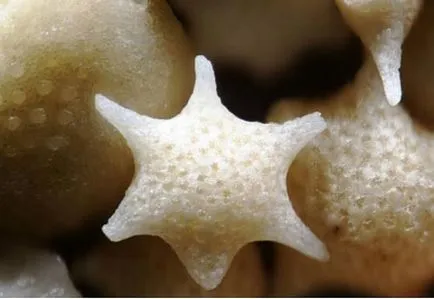 Boabe de nisip sub microscop