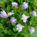 Cistus (Cistus) sau tsistus