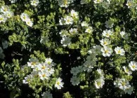 plantare Cistus, îngrijire, iernare, de reproducție