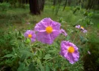 plantare Cistus, îngrijire, iernare, de reproducție