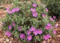 plantare Cistus, îngrijire, iernare, de reproducție