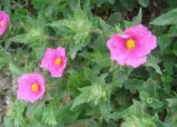 plantare Cistus, îngrijire, iernare, de reproducție