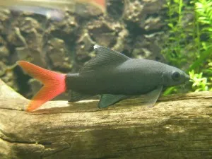 bicolor Labe