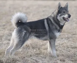 Labrador harap, mit kell tenni, a kutyákban és macskákban