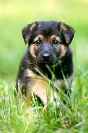 Labrador harap, mit kell tenni, a kutyákban és macskákban