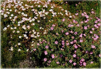 Cistus (Cistus) sau tsistus