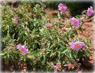 Cistus (Cistus) sau tsistus