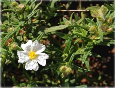 Cistus (Cistus) sau tsistus