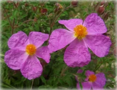 Cistus (Cistus) sau tsistus