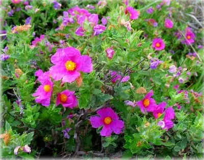 Cistus (Cistus) sau tsistus