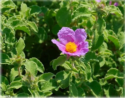 Cistus (Cistus) sau tsistus