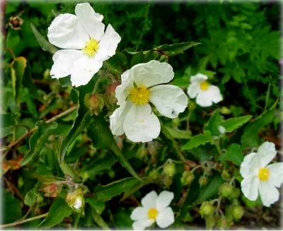 Cistus (Cistus) sau tsistus