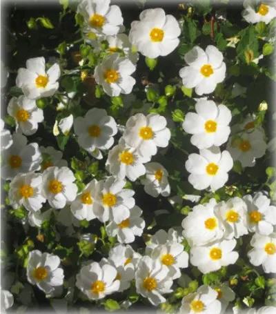 Cistus (Cistus) sau tsistus