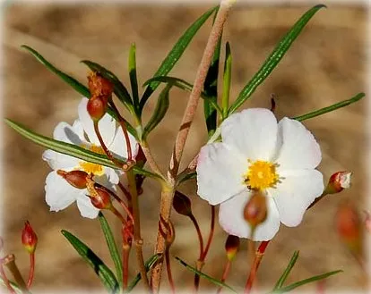 Cistus (Cistus) sau tsistus