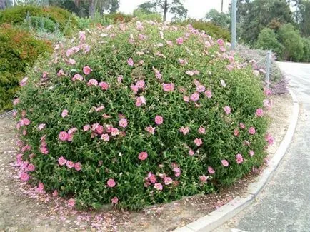 култивиране и поддържане Cistus, stroysad