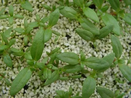 plantare Cistus, îngrijire, iernare, de reproducție