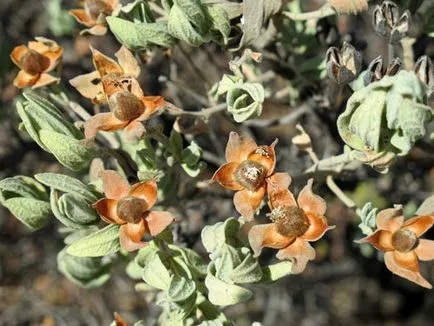 plantare Cistus, îngrijire, iernare, de reproducție