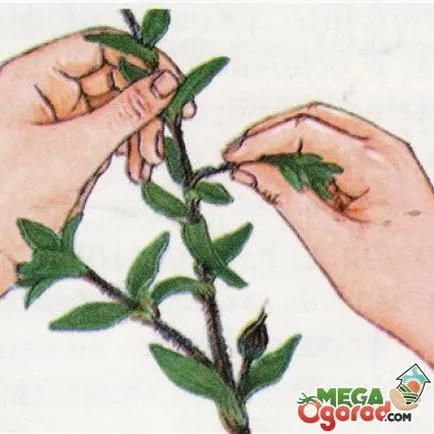 Descrierea Cistus a soiurilor, metode de reproducere și secrete adecvate de cultivare