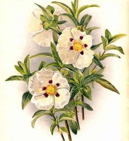 plantare Cistus, îngrijire, iernare, de reproducție