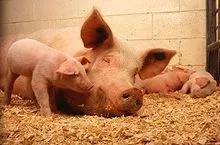 Лептоспироза симптоми на свински характеристики
