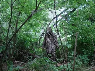 Forest gonosz legendák és történetek az ördög