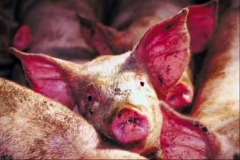 Leptospiroza de porci, omedvet